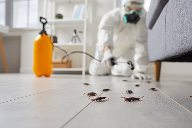 Post-Treatment Bed Bug Interceptor Monitoring in Spring Lake